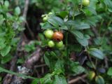 Vaccinium vitis-idaea. Ветвь с незрелыми плодами. Курская обл., Железногорский р-н, с. Жидеевка, ур. \"Жидеевская дача\". 10 июля 2008 г.