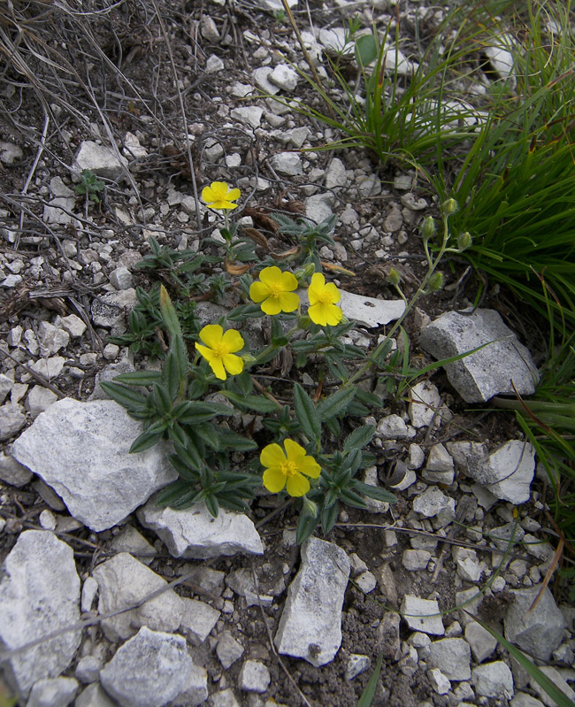 Image of Helianthemum buschii specimen.