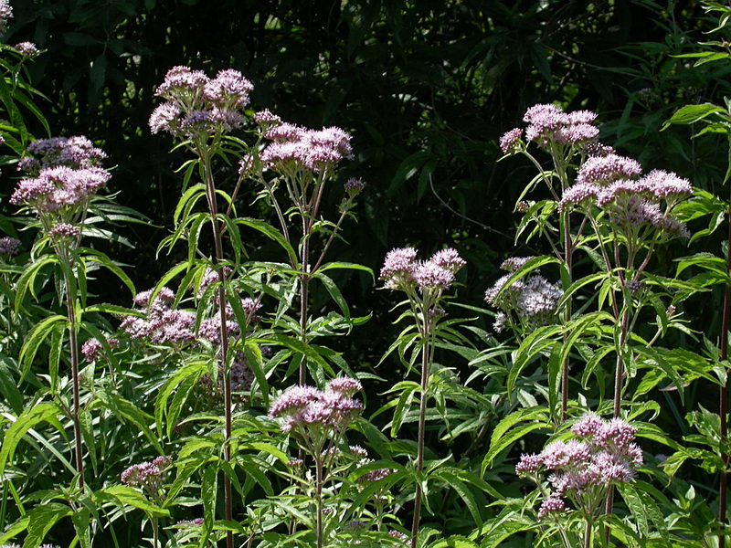 Image of Eupatorium cannabinum specimen.