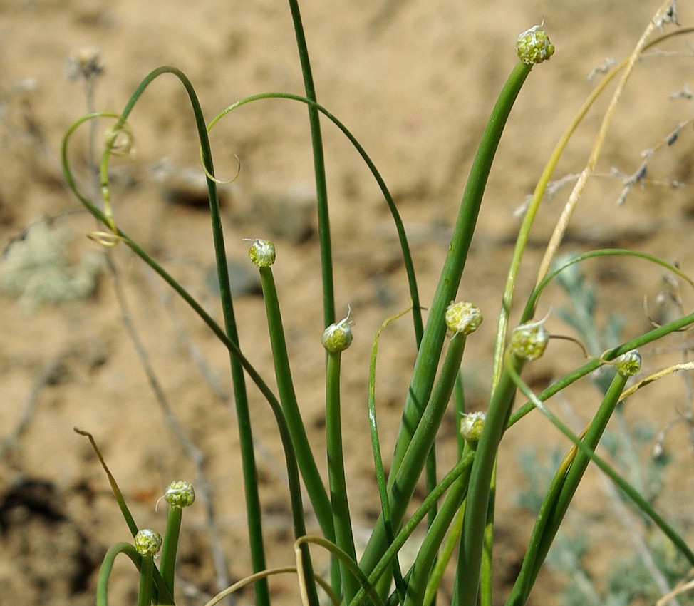 Изображение особи Allium sabulosum.