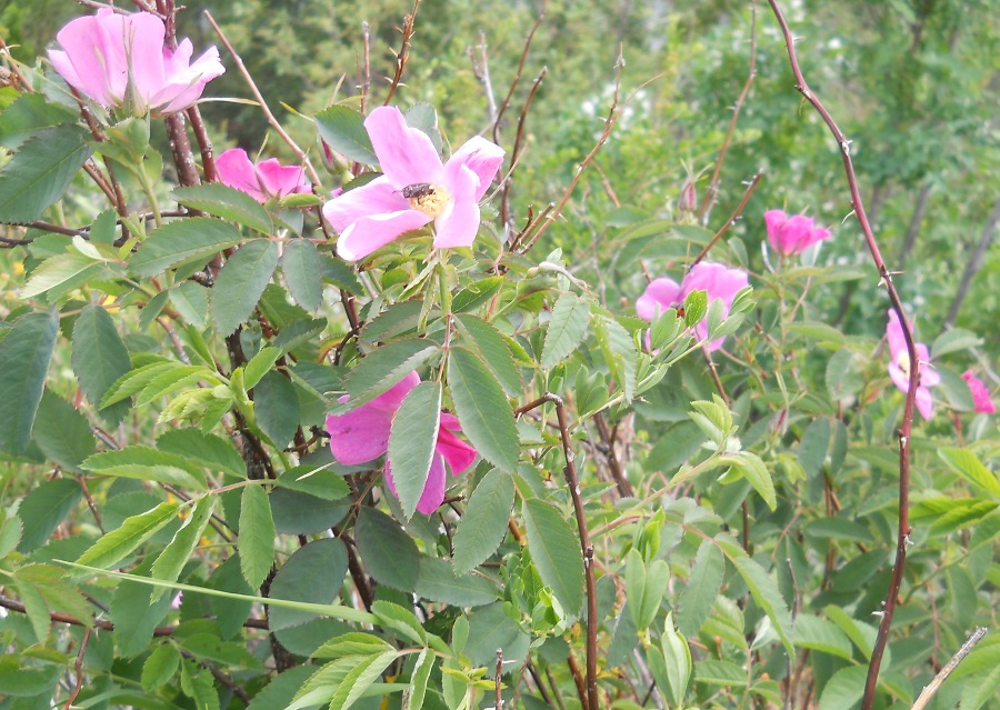 Image of Rosa cinnamomea specimen.