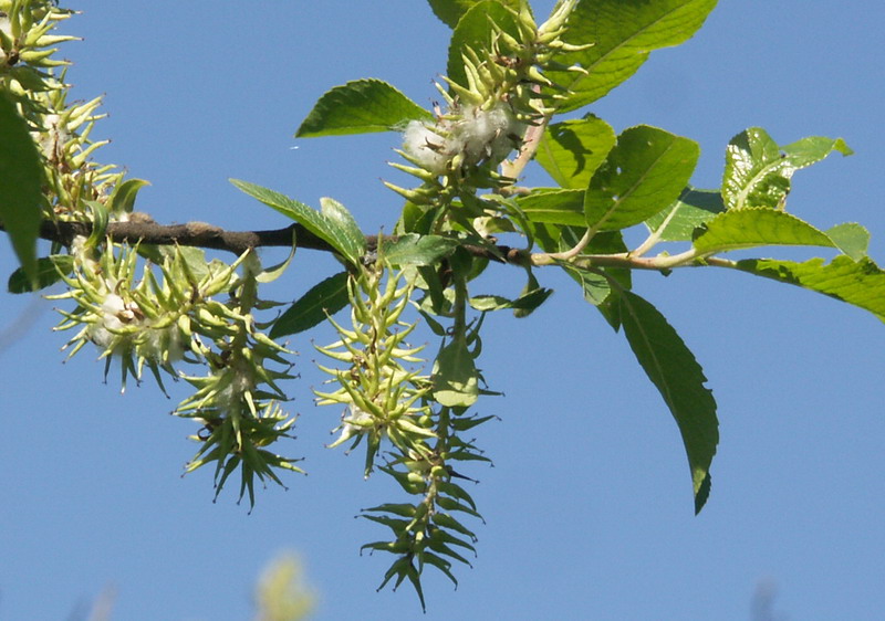 Изображение особи Salix myrsinifolia.