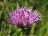 Allium lusitanicum. Соцветие. Украина, Львовская обл., остепнённый луговой склон на известняках. 2 сентября 2008 г.