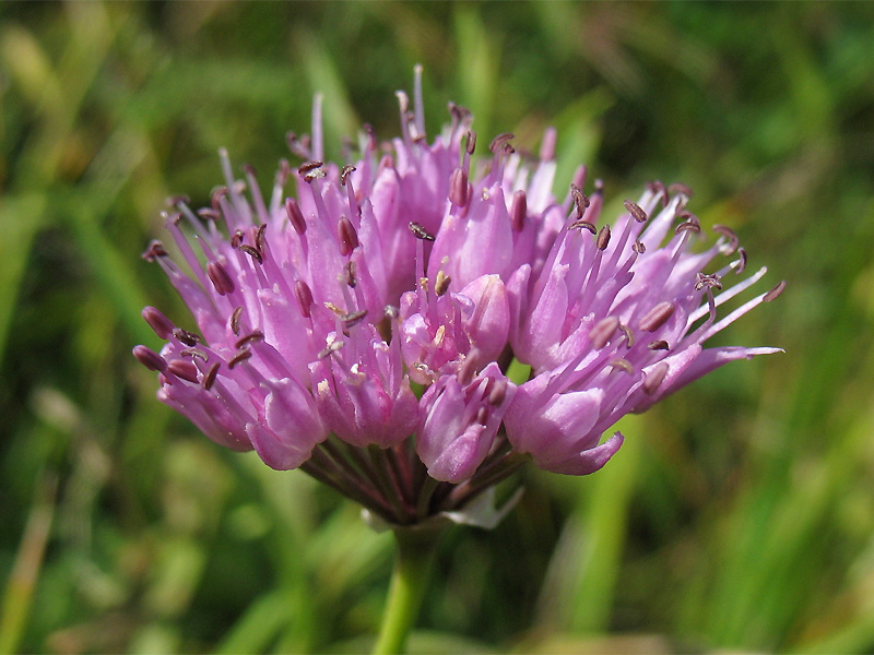 Image of Allium lusitanicum specimen.