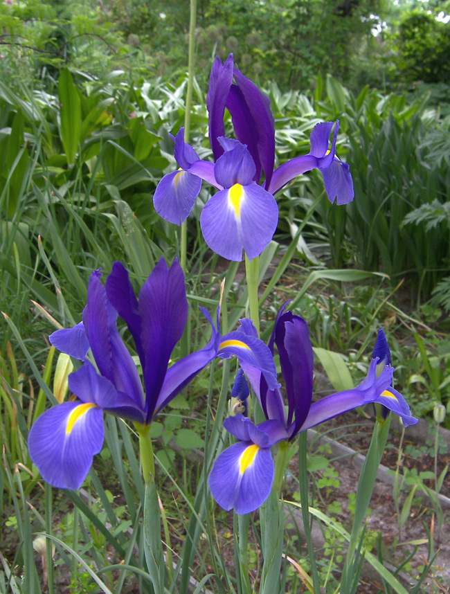Изображение особи Iris filifolia.