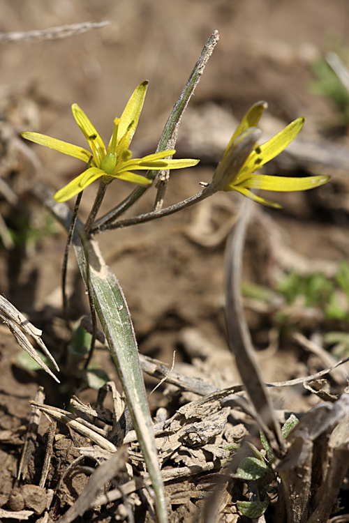 Image of Gagea turkestanica specimen.