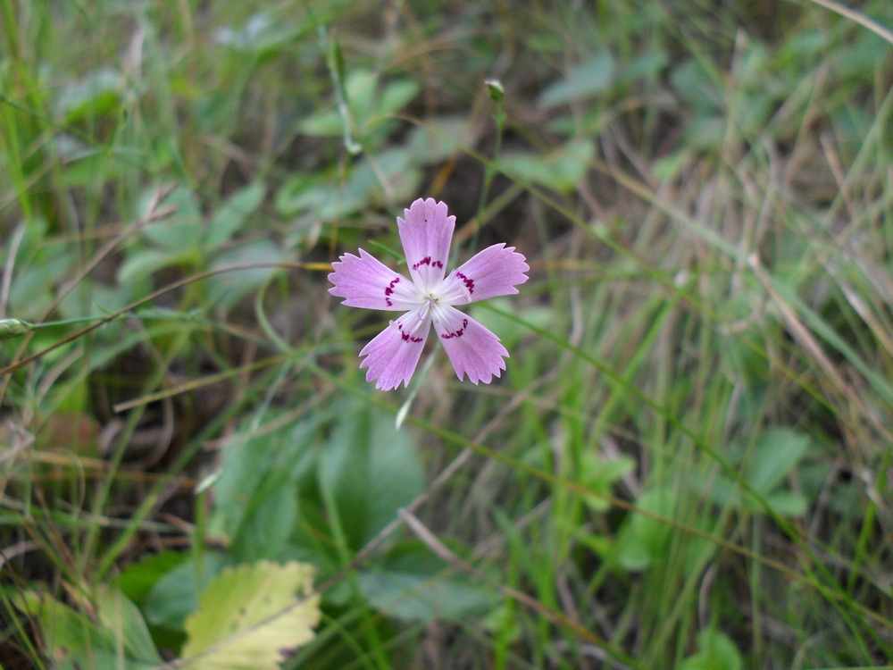 Image of Dianthus campestris specimen.