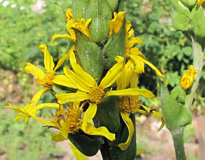 Image of Ligularia splendens specimen.