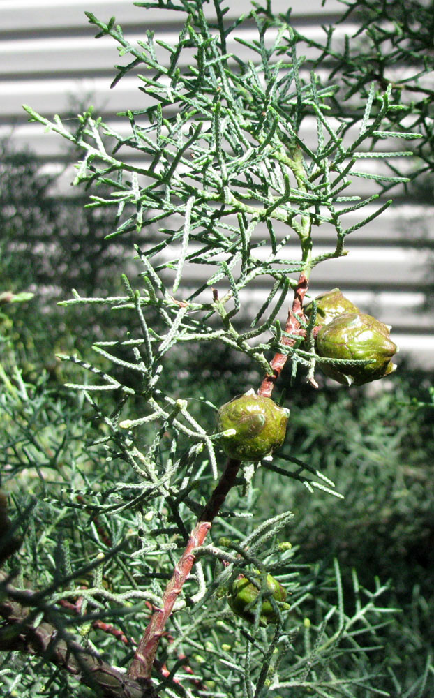 Image of Cupressus arizonica specimen.