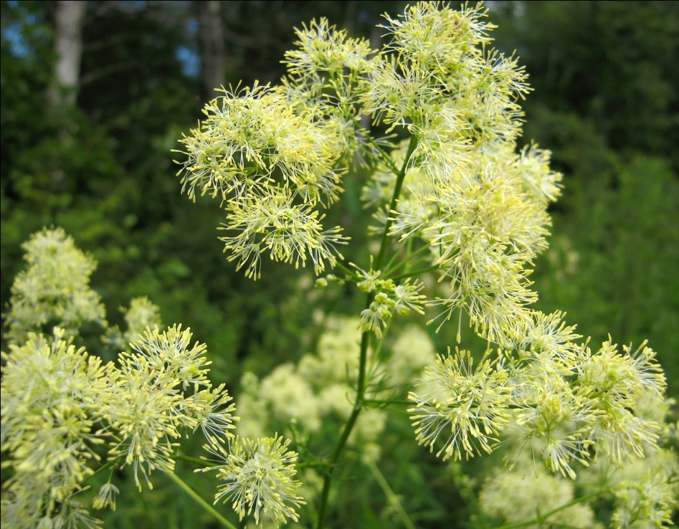 Изображение особи Thalictrum lucidum.