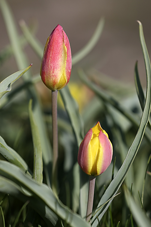 Изображение особи Tulipa lemmersii.