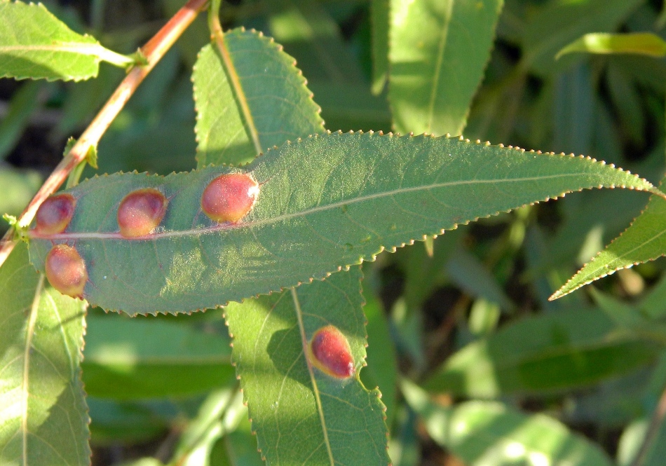 Изображение особи Salix &times; alopecuroides.