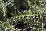 Pedicularis olgae. Лист. Южный Казахстан, хр. Боролдайтау, гора Нурбай; 1200 м н.у.м. 23.04.2012.