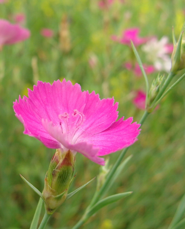 Изображение особи Dianthus versicolor.