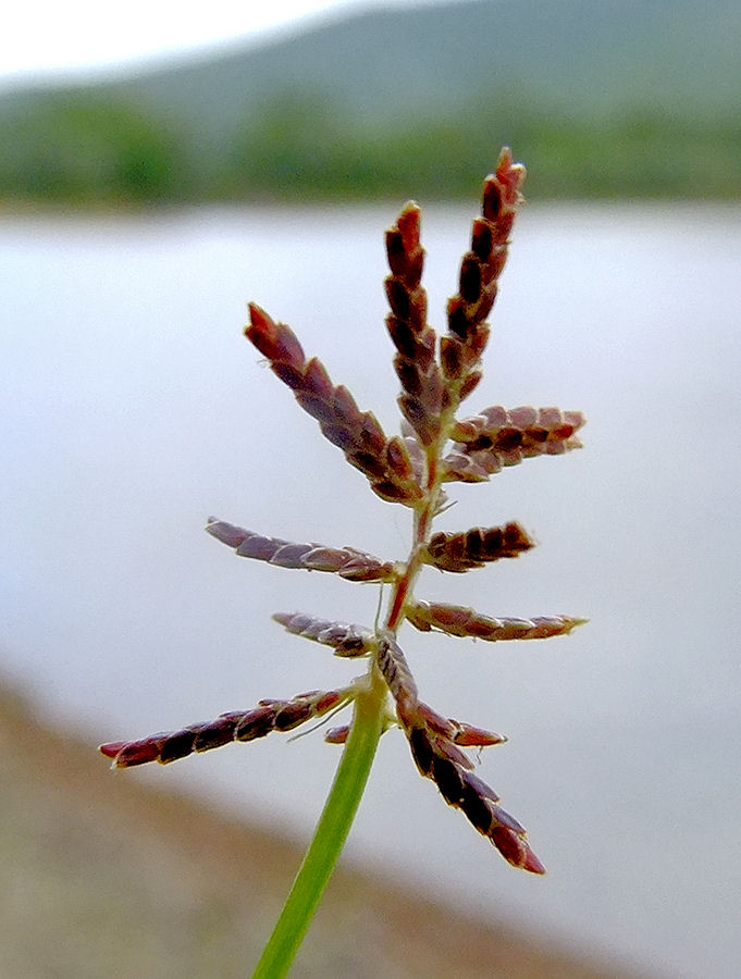 Image of Cyperus orthostachyus specimen.