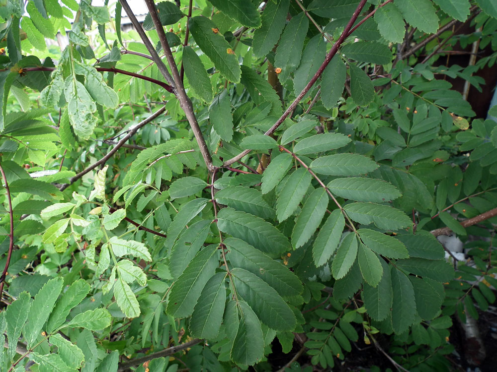 Изображение особи Sorbus aucuparia ssp. glabrata.