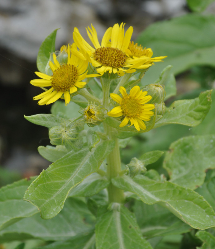 Image of Senecio pseudoarnica specimen.