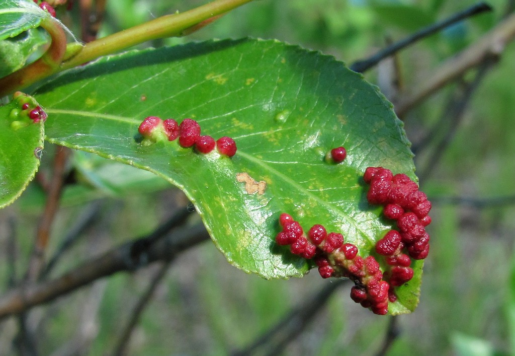 Image of Salix pentandra specimen.