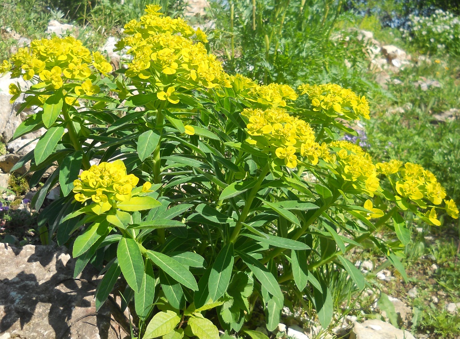 Image of Euphorbia procera specimen.