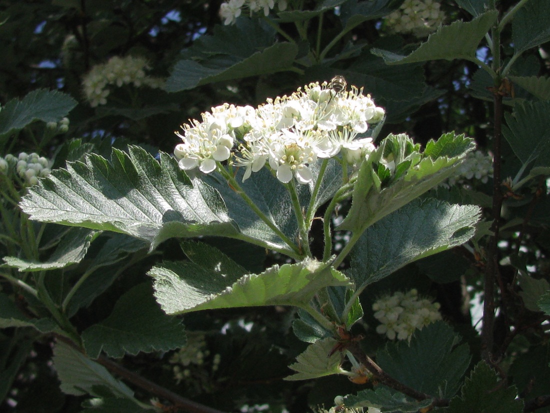 Изображение особи Sorbus intermedia.