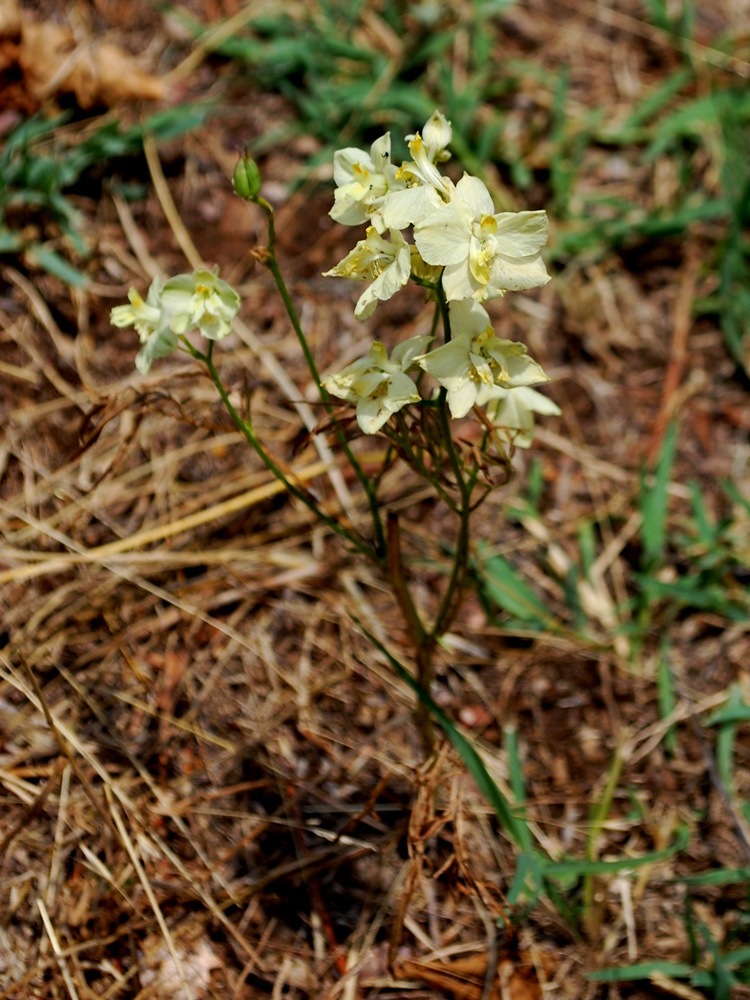 Image of Delphinium semibarbatum specimen.