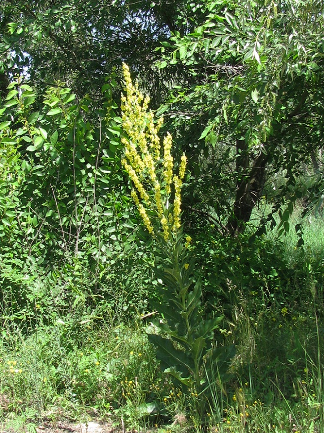 Изображение особи Verbascum speciosum.