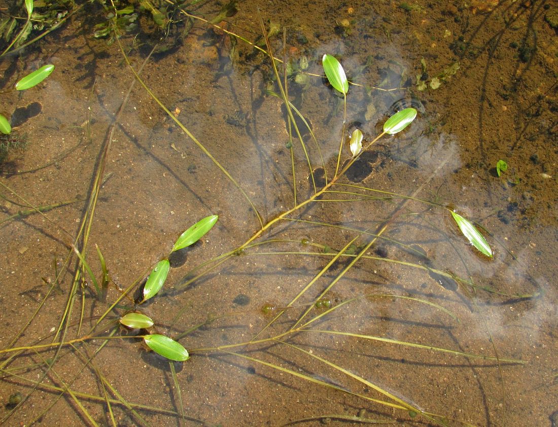 Image of Potamogeton natans specimen.