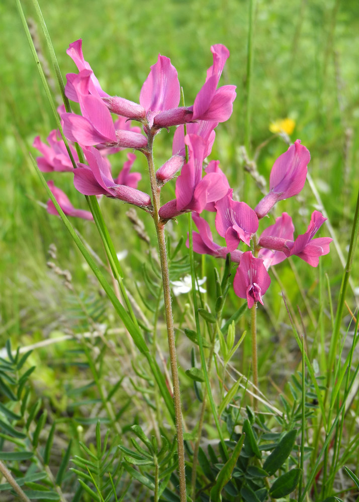 Изображение особи Oxytropis longirostra.