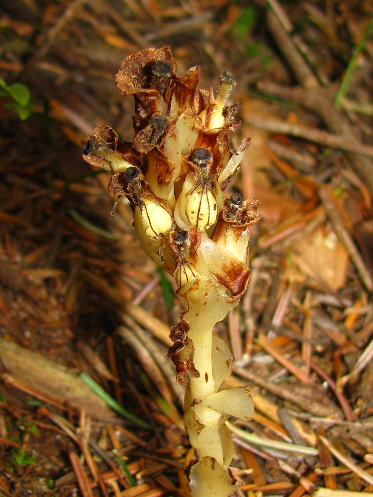 Image of Hypopitys monotropa specimen.