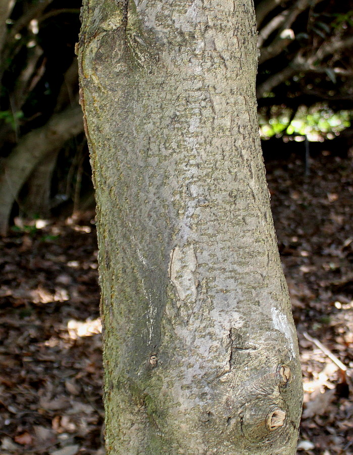 Image of Ilex aquifolium specimen.