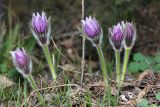 Pulsatilla patens