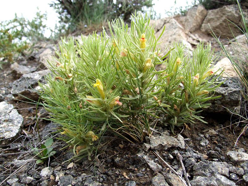 Image of Bungea trifida specimen.