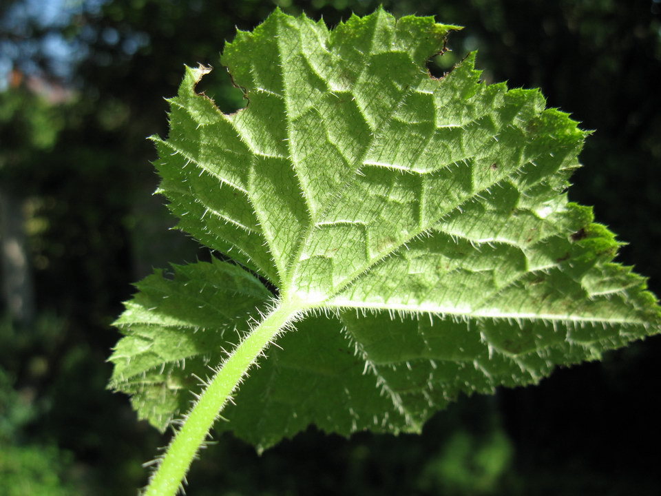 Изображение особи Tolmiea menziesii.