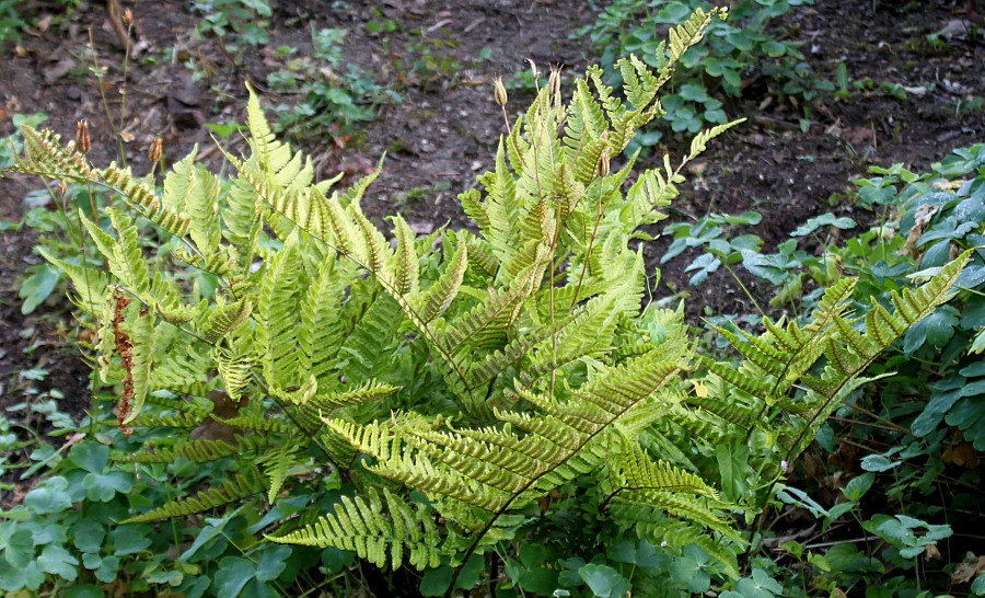 Image of Dryopteris erythrosora specimen.