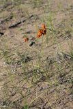 Carex physodes. Плодоносящее растение. Южный Казахстан, восточная граница пустыни Кызылкум. 04.05.2013.