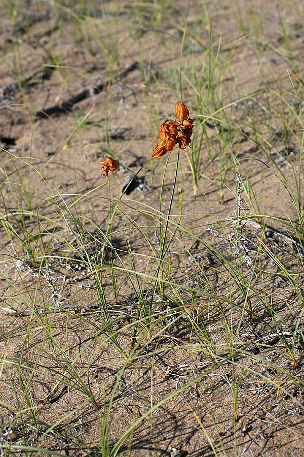 Image of Carex physodes specimen.