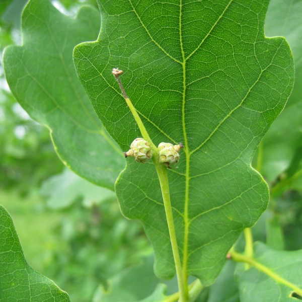 Image of Quercus robur specimen.