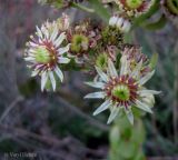 genus Sempervivum. Цветки. Украина, Хмельницкая обл., г. Каменец-Подольский, у обрыва каньона р. Смотрич. 22 сентября 2013 г.