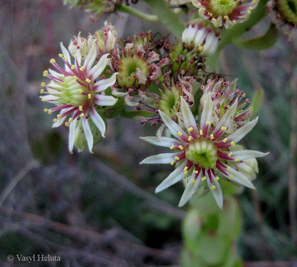 Image of genus Sempervivum specimen.