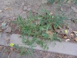 Diplotaxis tenuifolia. Цветущее растение (высота около 30 см) около пешеходной дорожки. Ростов-на-Дону, август 2008 г.