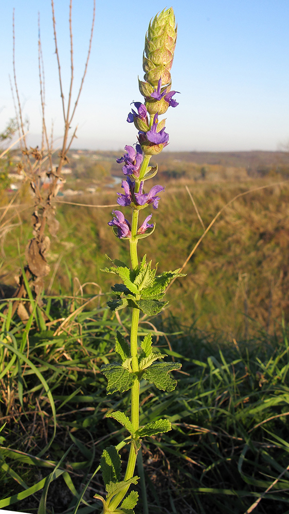 Изображение особи Salvia tesquicola.