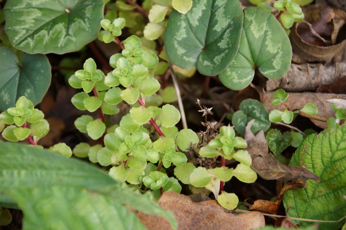 Image of Sedum stoloniferum specimen.