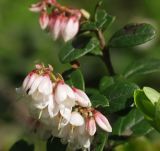 Vaccinium vitis-idaea. Листья и соцветия. Московская обл., Талдомский р-н. 22.05.2010.