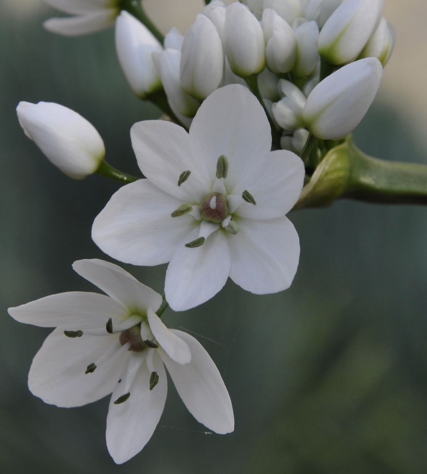 Image of Allium neapolitanum specimen.