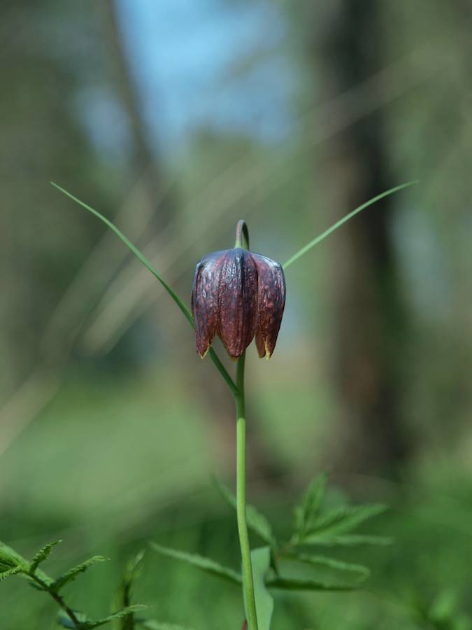 Image of Fritillaria meleagris specimen.