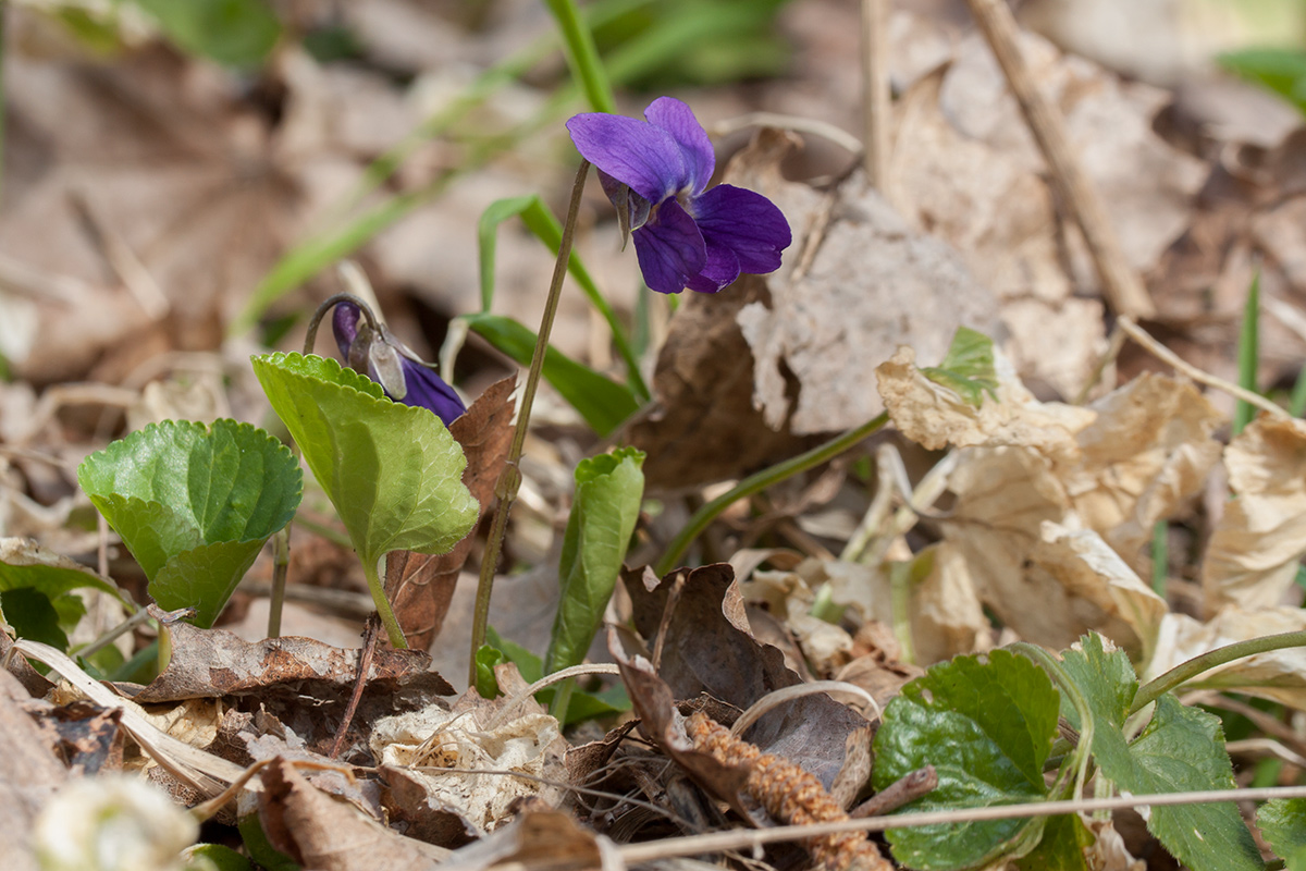 Image of Viola odorata specimen.