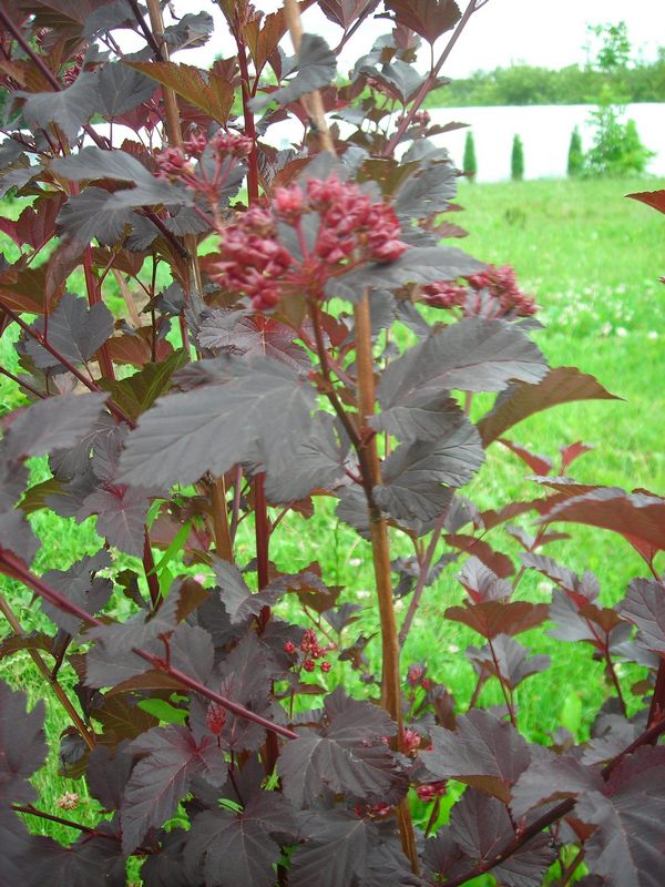 Image of Physocarpus opulifolius specimen.