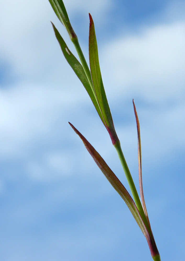 Image of Dianthus fischeri specimen.