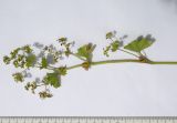 Alchemilla microdonta