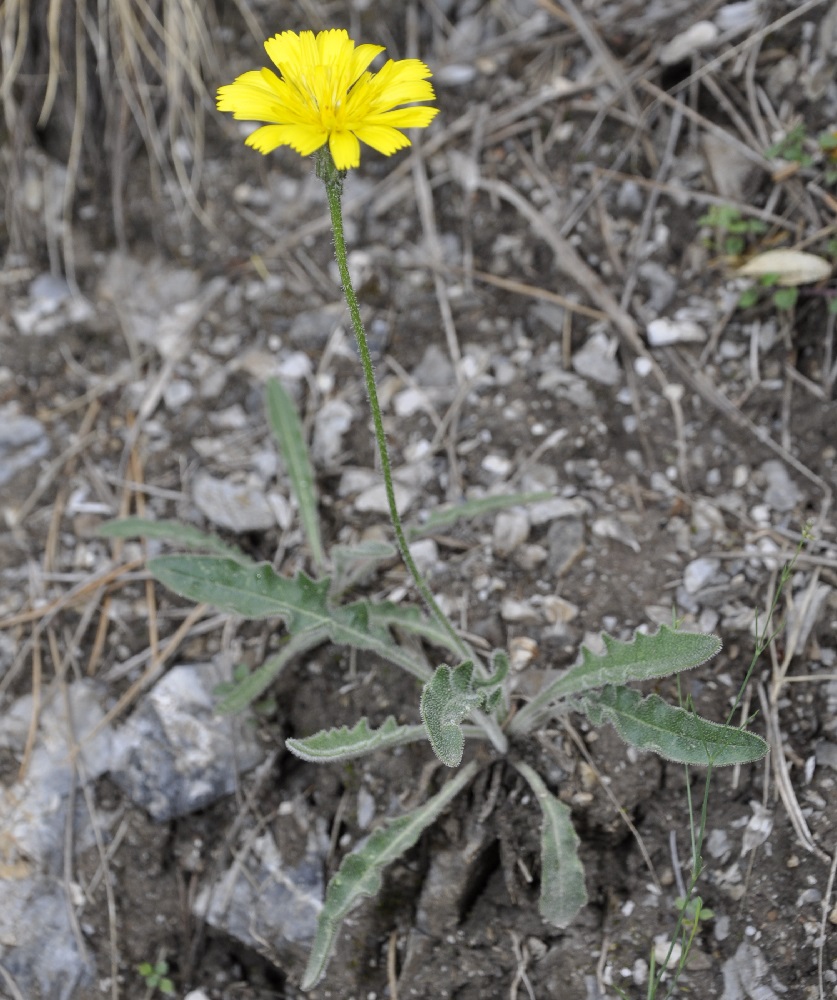 Image of Leontodon biscutellifolius specimen.